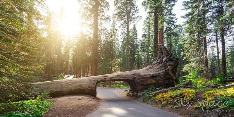 Sequoia and Kings Canyon National Park: things to do near San Francisco