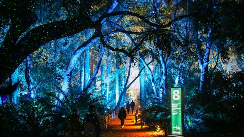 Enchanted Forest of Light