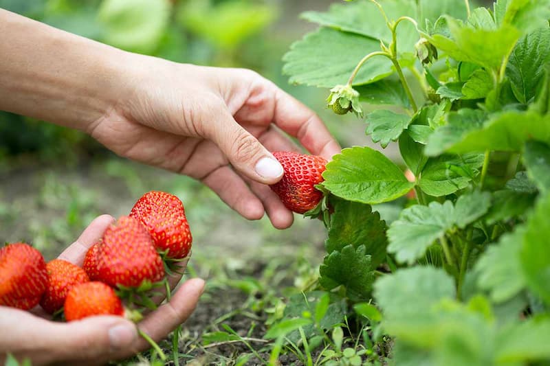 Picking Strawberries in Los Angeles