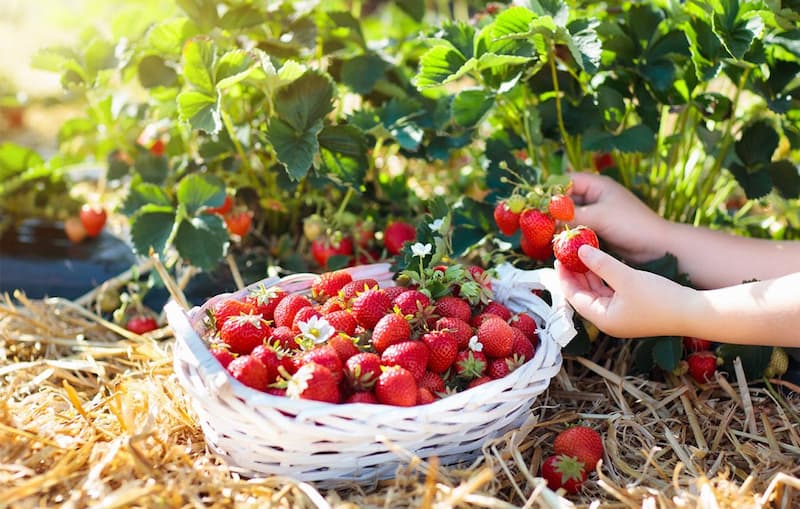 Where are the best places for picking strawberries in Los Angeles