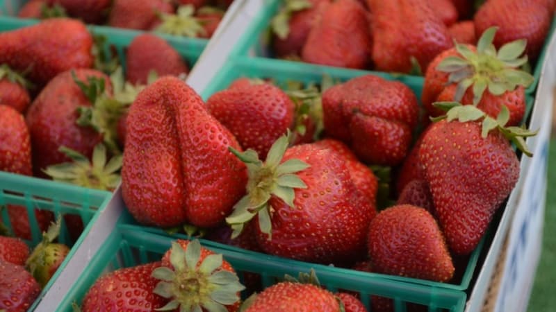 Strawberries at McGrath Family Farm