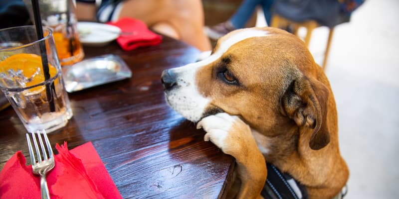 Top-rated Dog-Friendly Eateries in LA